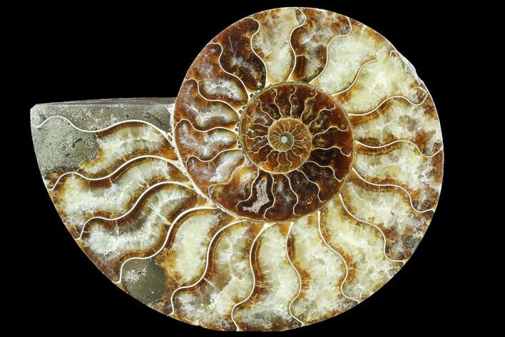 Agatized Ammonite Fossil (Half) - Agatized #88460